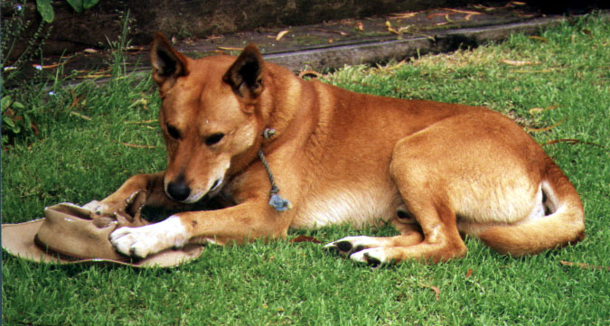 Boof our dog